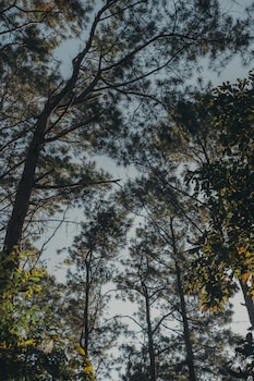 phu morinn cafe and camping