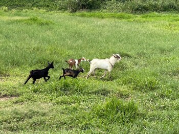 baanmae resort thachana suratthani