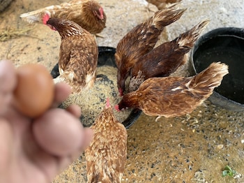 baanmae resort thachana suratthani