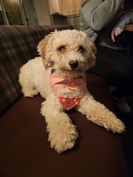 dog and partridge inn