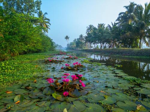 ama stays and trails lily pad kumarakom