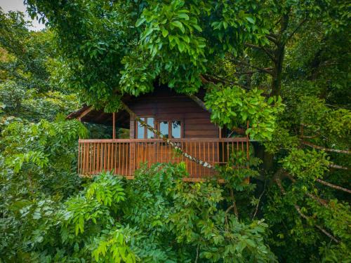 ama stays and trails the malabar villa hibiscus kozhikode