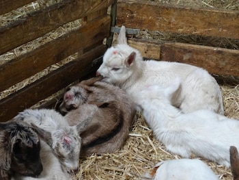 Ferme Du Caroire,,0 star