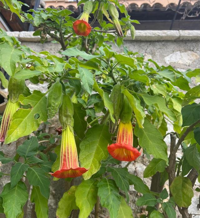 les petites terrasses