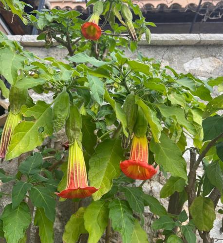 les petites terrasses