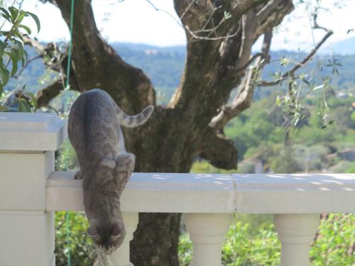 les petites terrasses