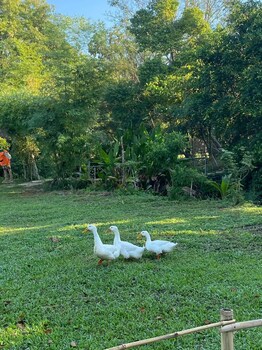 hangtueng farmstay chiang mai