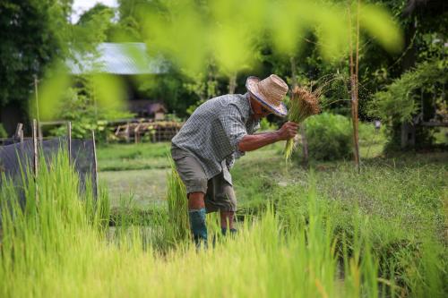hangtueng farmstay chiang mai