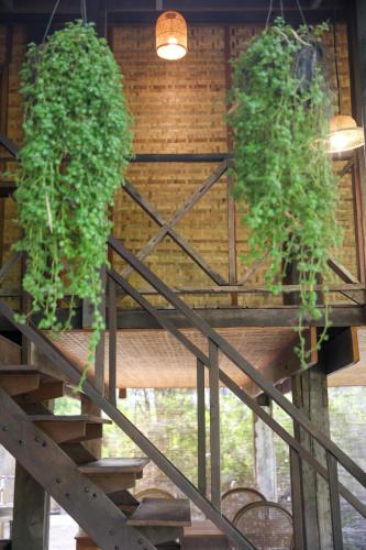 hangtueng farmstay chiang mai