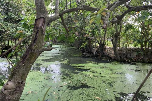 ban suan bang toei homestay