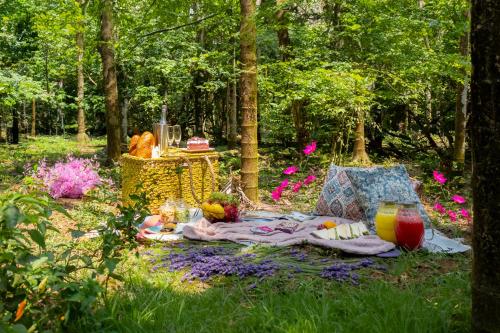 ama stays and trails vivid foliage kasargod mangalore