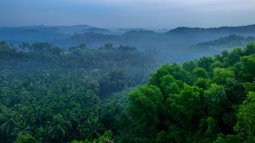 ama stays and trails vivid foliage kasargod mangalore