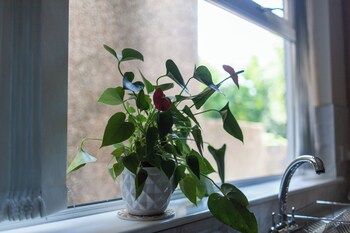 Sandfields House,,4 star