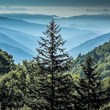 pigeon forge