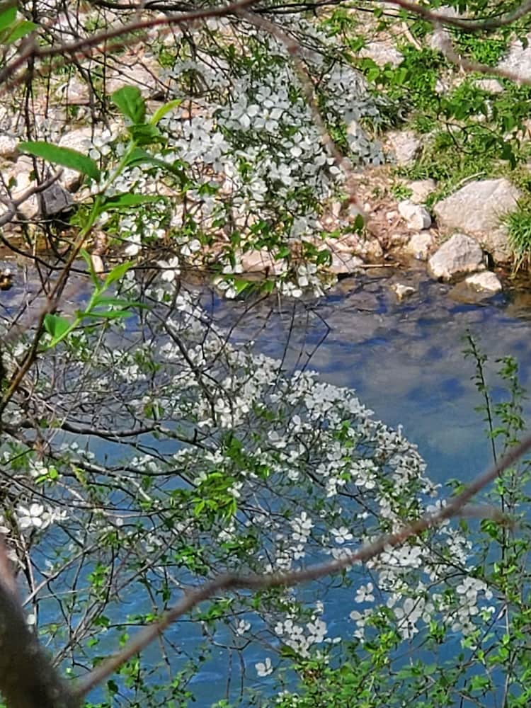 roaring river state park