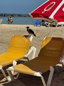 netanya