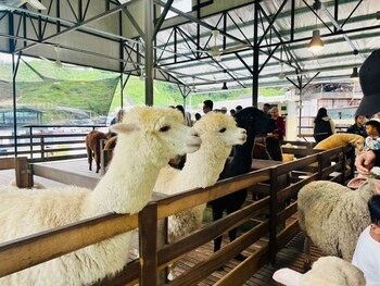 the retreat hotel at cameron highlands