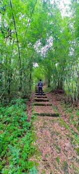 the alpine jungle stay