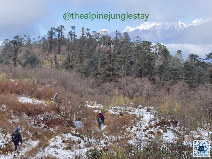 the alpine jungle stay