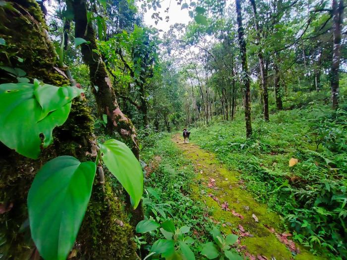 the alpine jungle stay