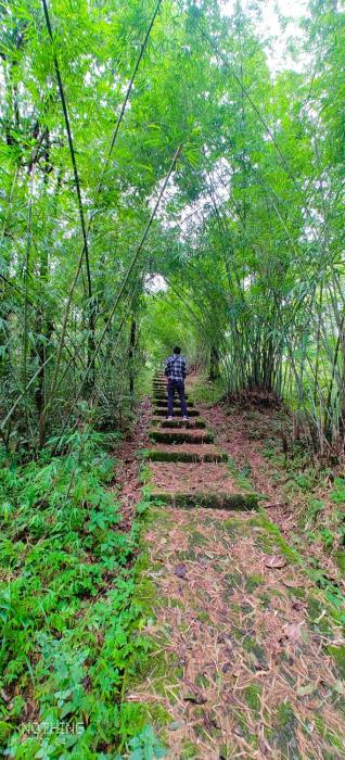 the alpine jungle stay