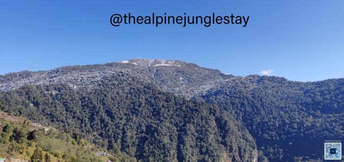 the alpine jungle stay