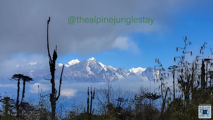 the alpine jungle stay