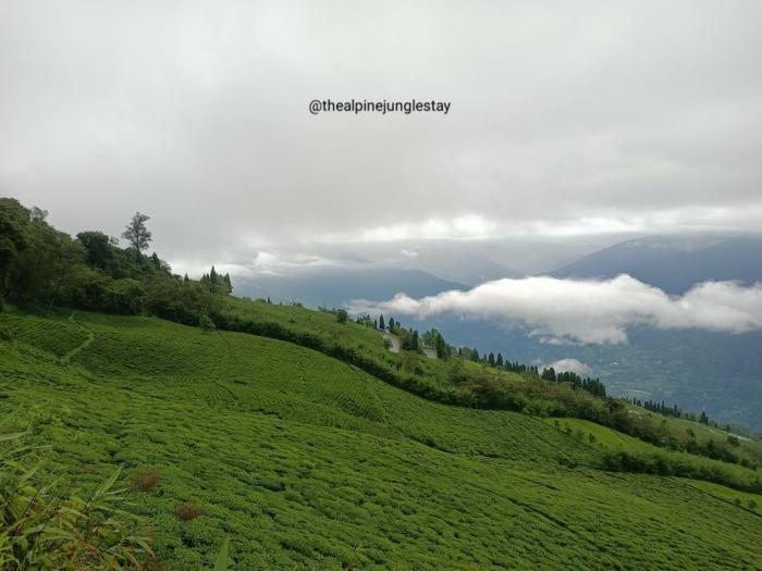 the alpine jungle stay