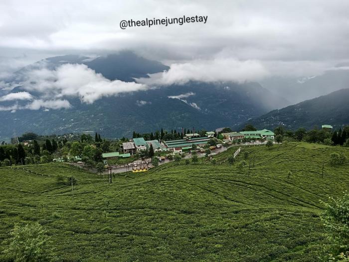 the alpine jungle stay