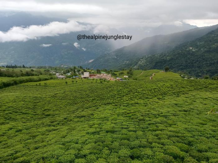 the alpine jungle stay