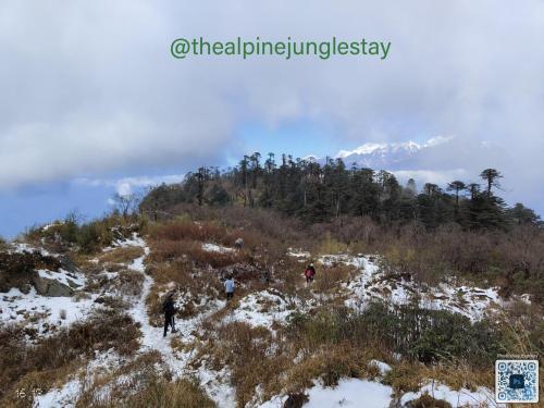 the alpine jungle stay