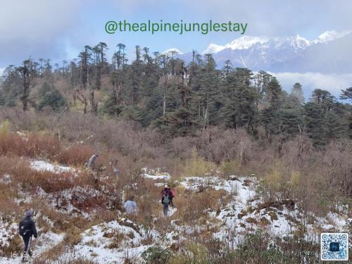 the alpine jungle stay