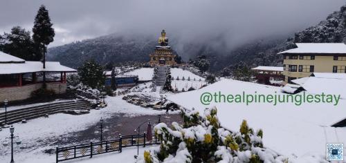 the alpine jungle stay