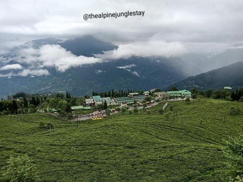 the alpine jungle stay