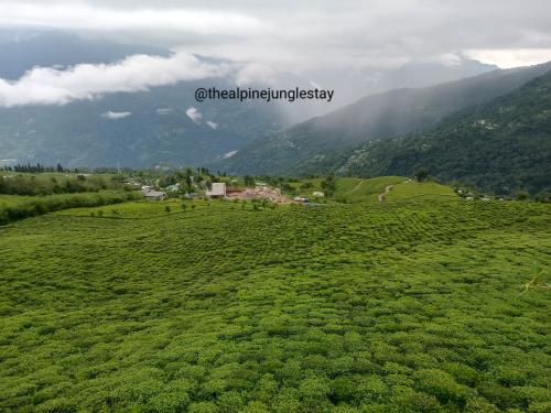 the alpine jungle stay