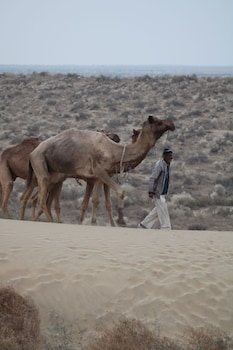 hotel diamond villa safari jaisalmer
