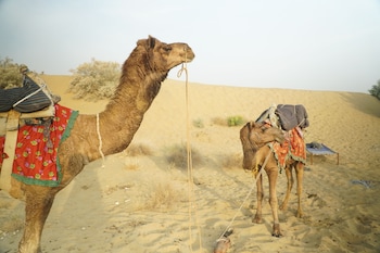 desert abu safari