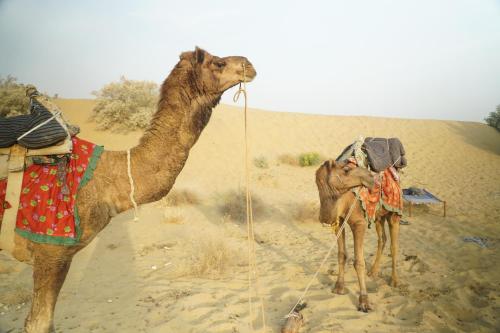 desert abu safari