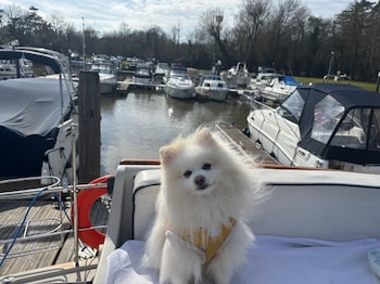 windsor