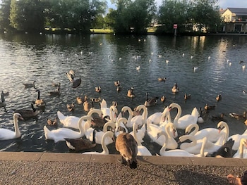 windsor
