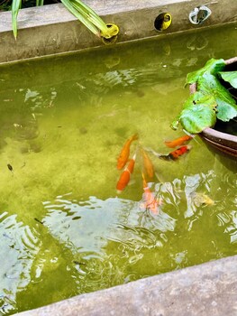 bangkok