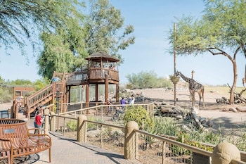 tempe oasis