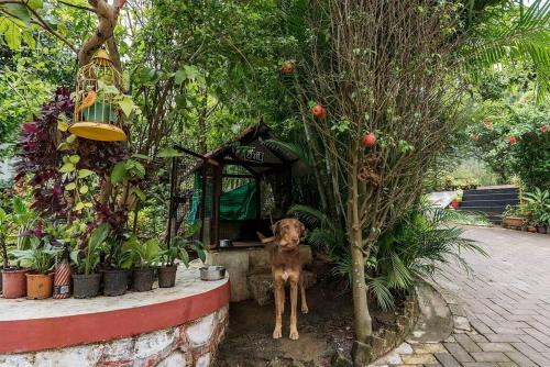 cosmicstays windchime homestay at mulshi