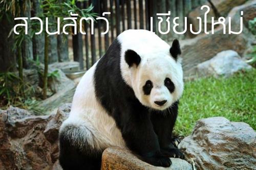 go inn maya chiang mai