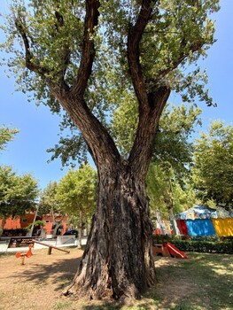 Al Vecchio Pioppo,Praia A Mare>>Cosenza,3 star