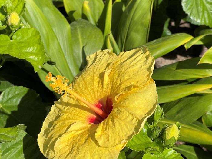 first cabin international hawaii