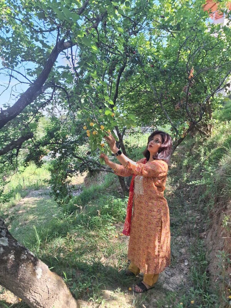 pine pioneer the eco resort