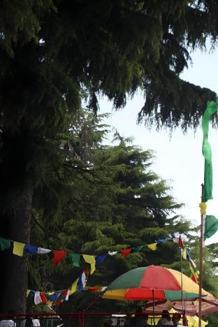 the outhouse forest view kalatop