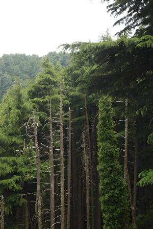 the outhouse forest view kalatop