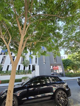 shiro elegant living